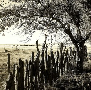 Bare trees against sky