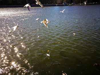 Swans swimming in lake