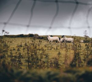 View of two horses on land