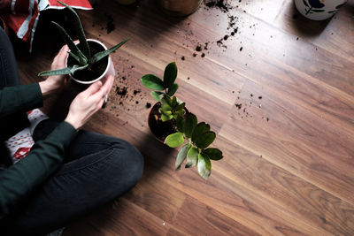 High angle view of potted plant on hardwood floor