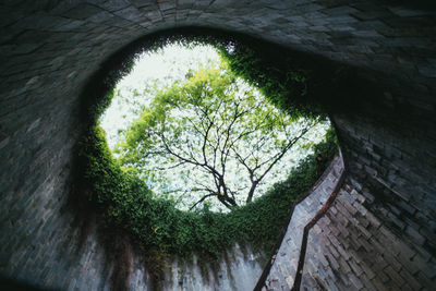 Trees seen through tunnel