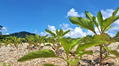 Close-up of fresh green plant against sky