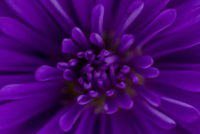 Full frame shot of purple flower