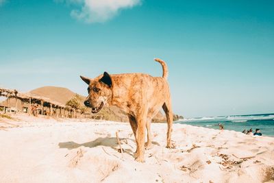 Horse standing on sand against sky