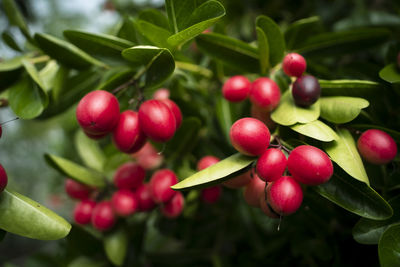 Close-up of red berries growing on tree