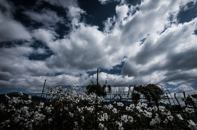 Low angle view of trees against cloudy sky