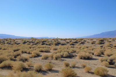 Scenic view of landscape against clear blue sky