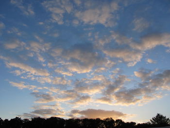 Low angle view of trees against sky