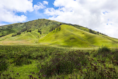 Scenic view of grassy field against sky