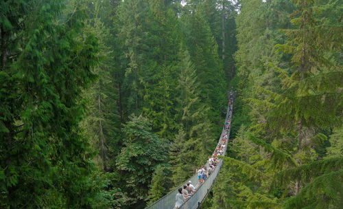 High angle view of road amidst trees in forest