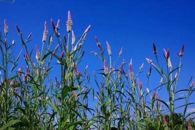 Low angle view of corn field against clear blue sky