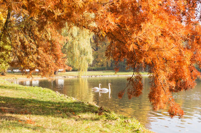 Scenic view of lake during autumn