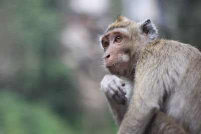 Close-up of monkey