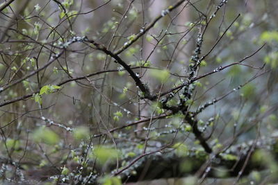 Close-up of bare tree in forest