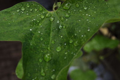 Close-up of water drops on leaves