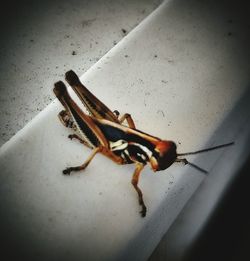 Close-up of insect on wall