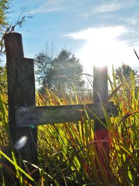 Trees on grassy field
