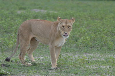 Full length of a cat