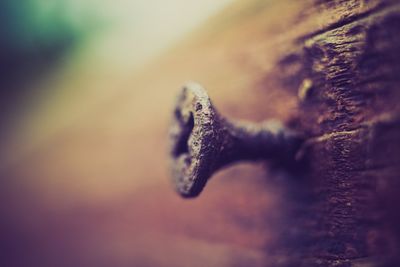 Close-up of rusty nail on wooden plank