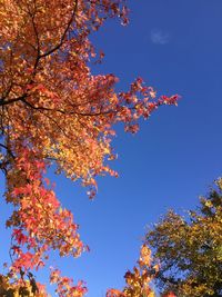 Low angle view of maple tree against blue sky