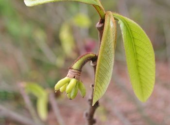 Close-up of green leaf on plant