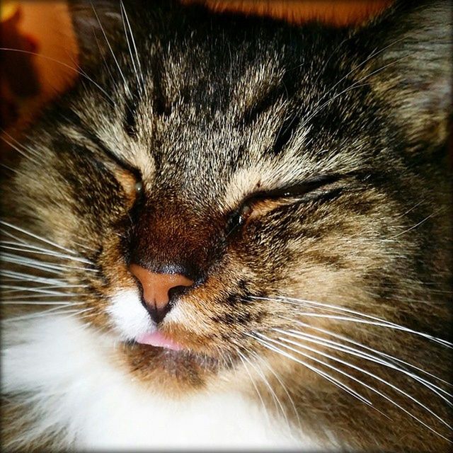 domestic cat, pets, cat, domestic animals, one animal, animal themes, mammal, feline, whisker, indoors, close-up, animal head, animal body part, no people, focus on foreground, selective focus, relaxation, animal eye, part of, animal hair