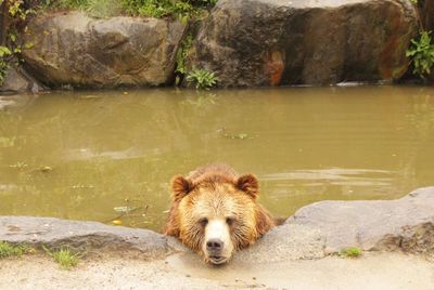 Bear in pond at zoo