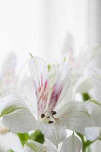 Close-up of white flower