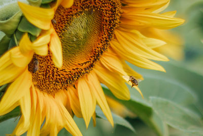 Close-up of bee flying by sunflower