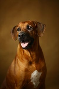 Close-up portrait of a dog