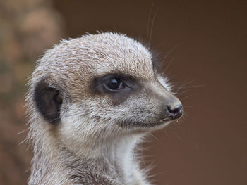 Close-up portrait of a meerkat