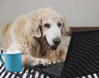 Close-up of dog sitting on coffee cup