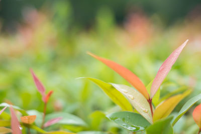 Close-up of flower against blurred background