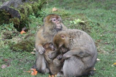 Monkey on rock