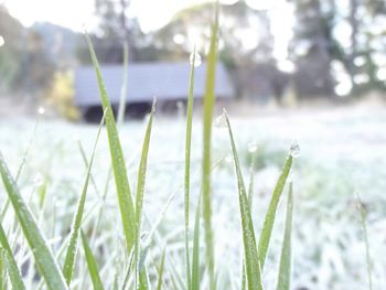Close-up of grass growing in field