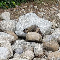 View of animal sleeping on rock