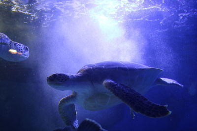 Close-up of fish swimming in aquarium