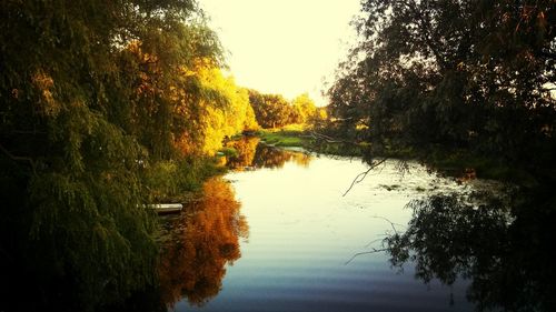 Reflection of trees in water