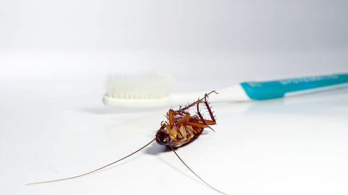 Close-up of insect on white table
