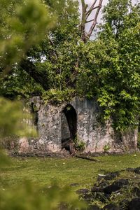 Arch on stone wall by trees in forest