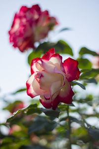 Close-up of pink rose