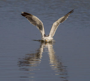 Seagull flying over lake