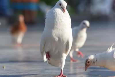 Close-up of seagull