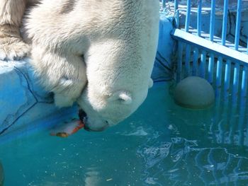 Close-up of sheep drinking water in swimming pool