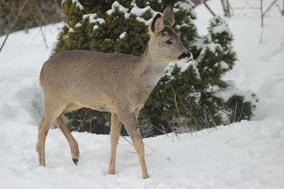 Deer in snow