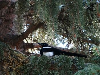 Bird perching on tree