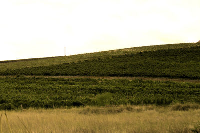 Scenic view of grassy field