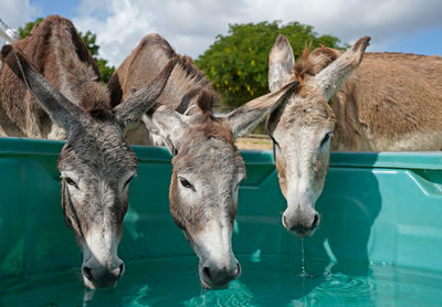 Three donkeys drinking water from green bowl