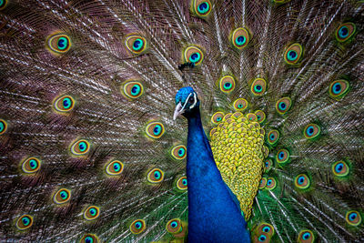 Close-up of peacock displaying colorful feathers