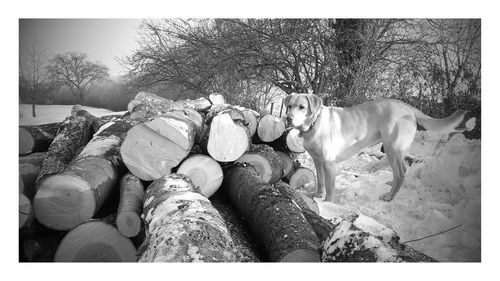 Stack of dog by bare trees